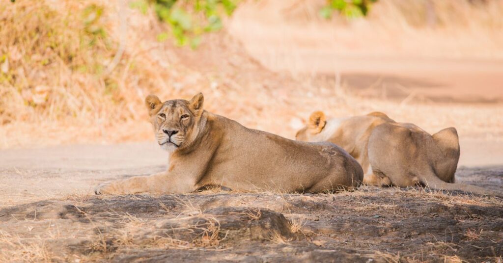 Gir - National Parks in India