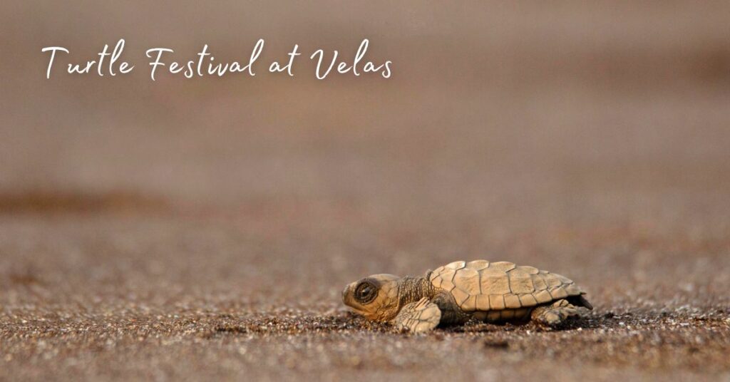 Turtle Festival at Velas