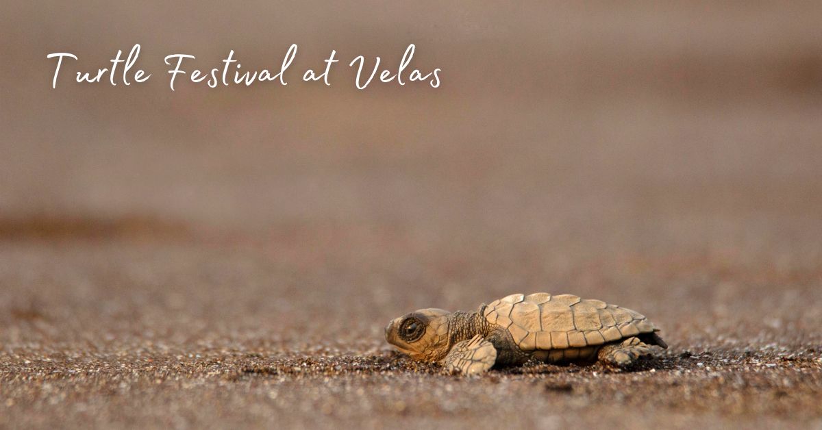 Turtle Festival at Velas