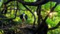 Malsi Forest