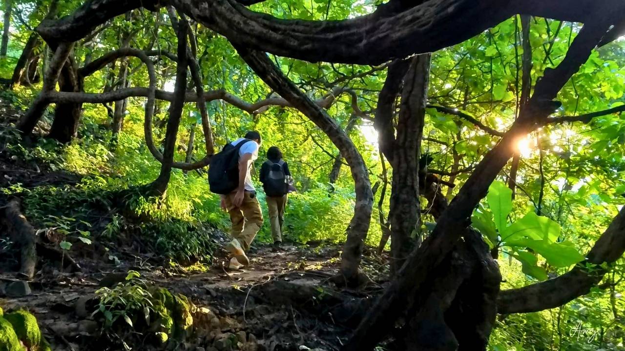 Malsi Forest