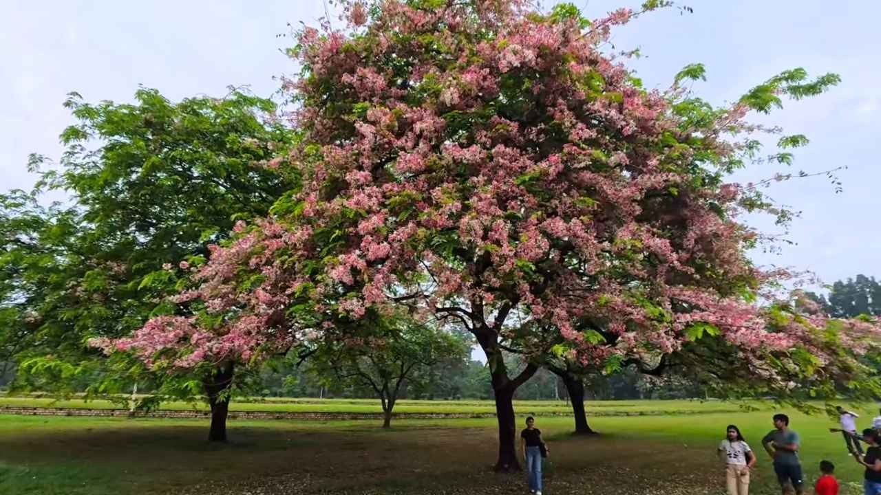 Cherry Blossom at FRI Dehradun.jpg