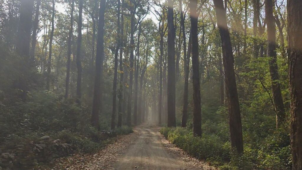 Sitabani zone Jim Corbett